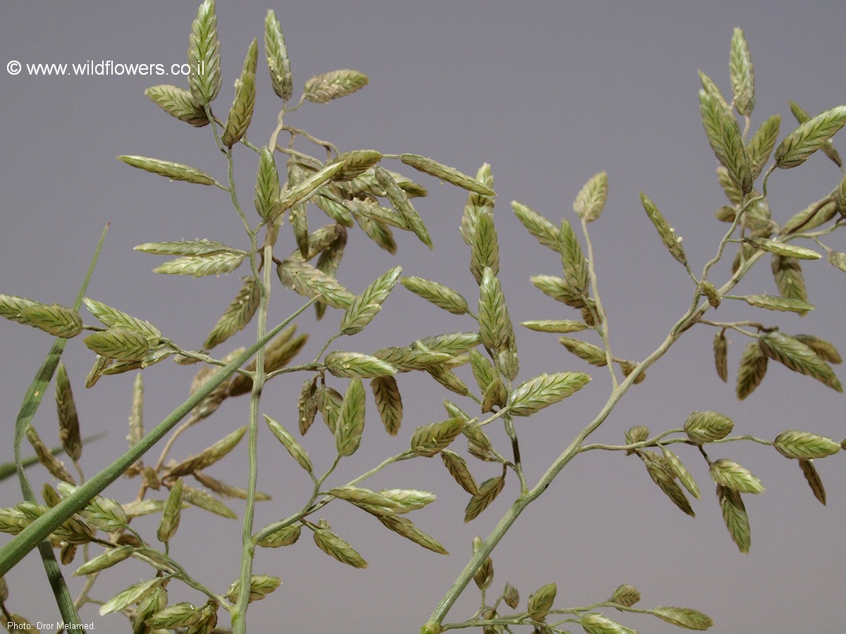  Eragrostis minor